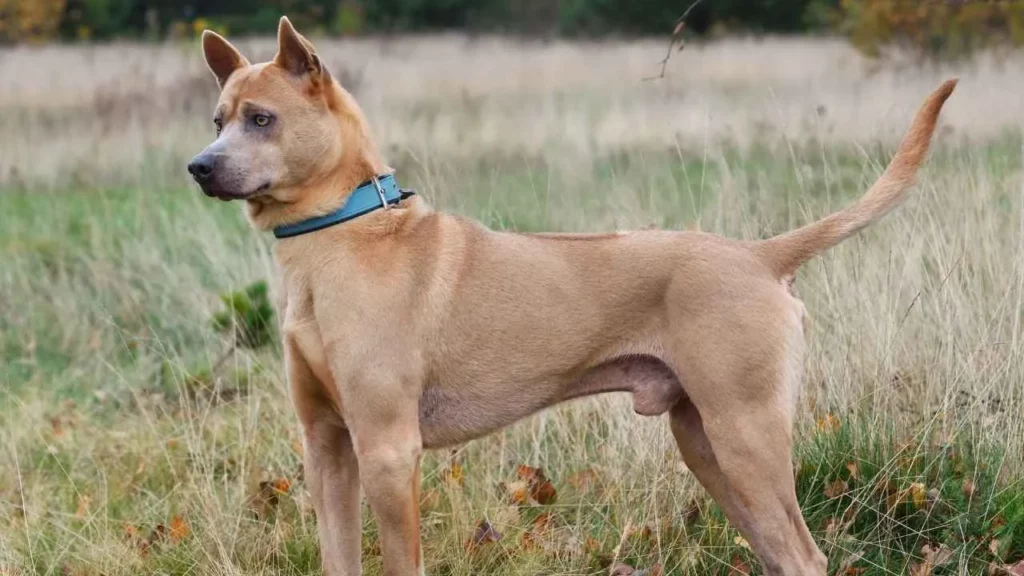 Thai Ridgeback