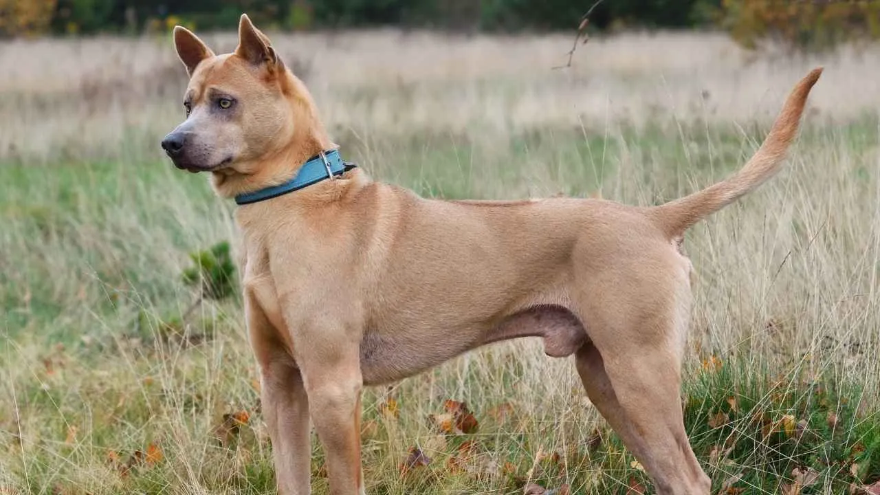 Thai Ridgeback