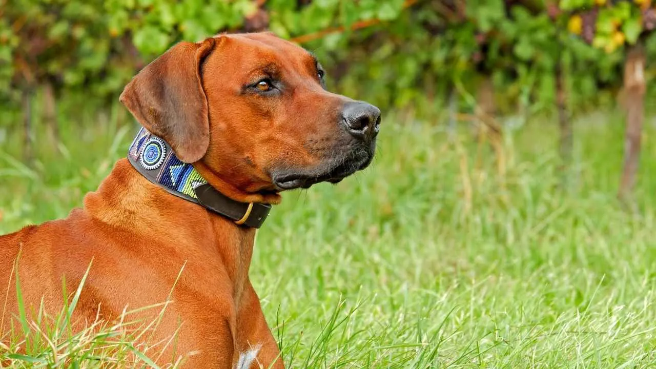 Thai Ridgeback