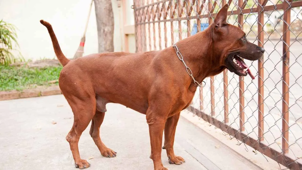 Thai Ridgeback