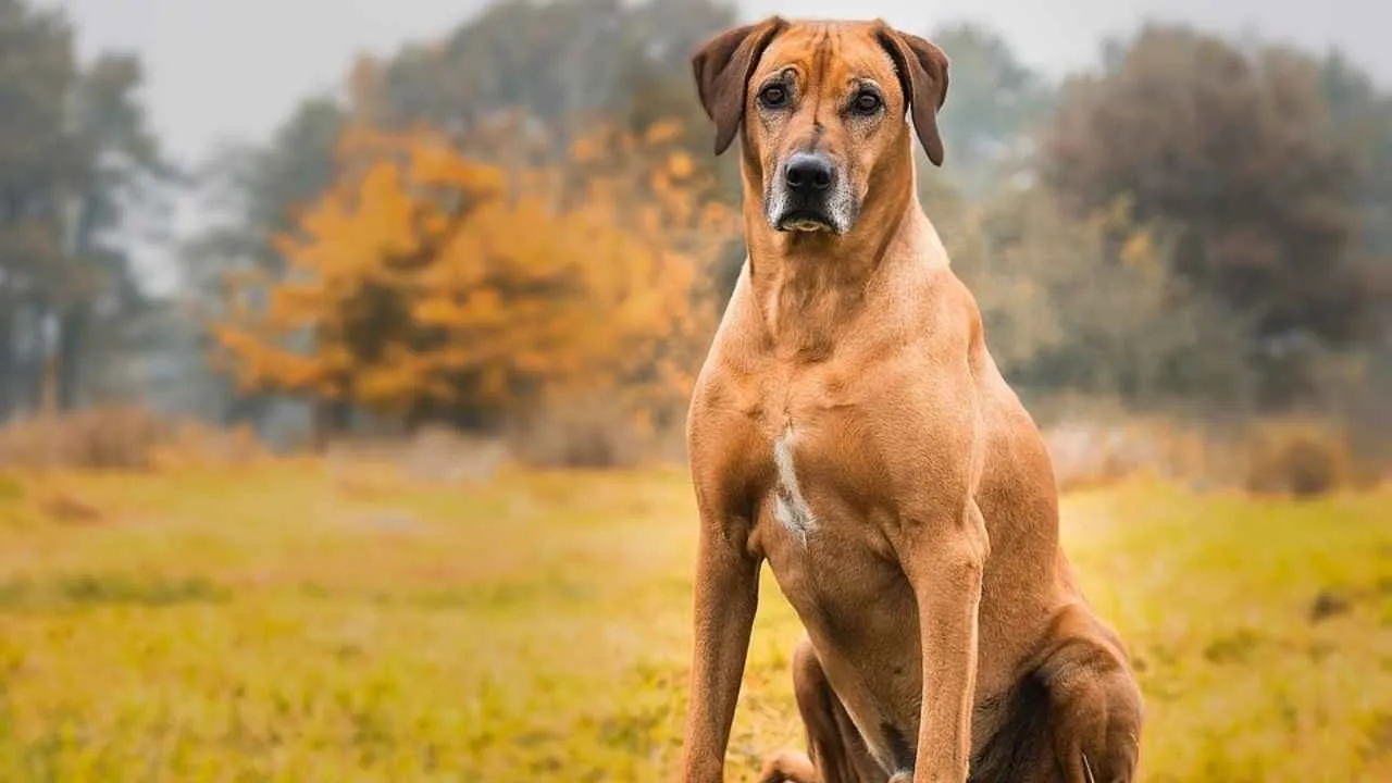 Thai Ridgeback