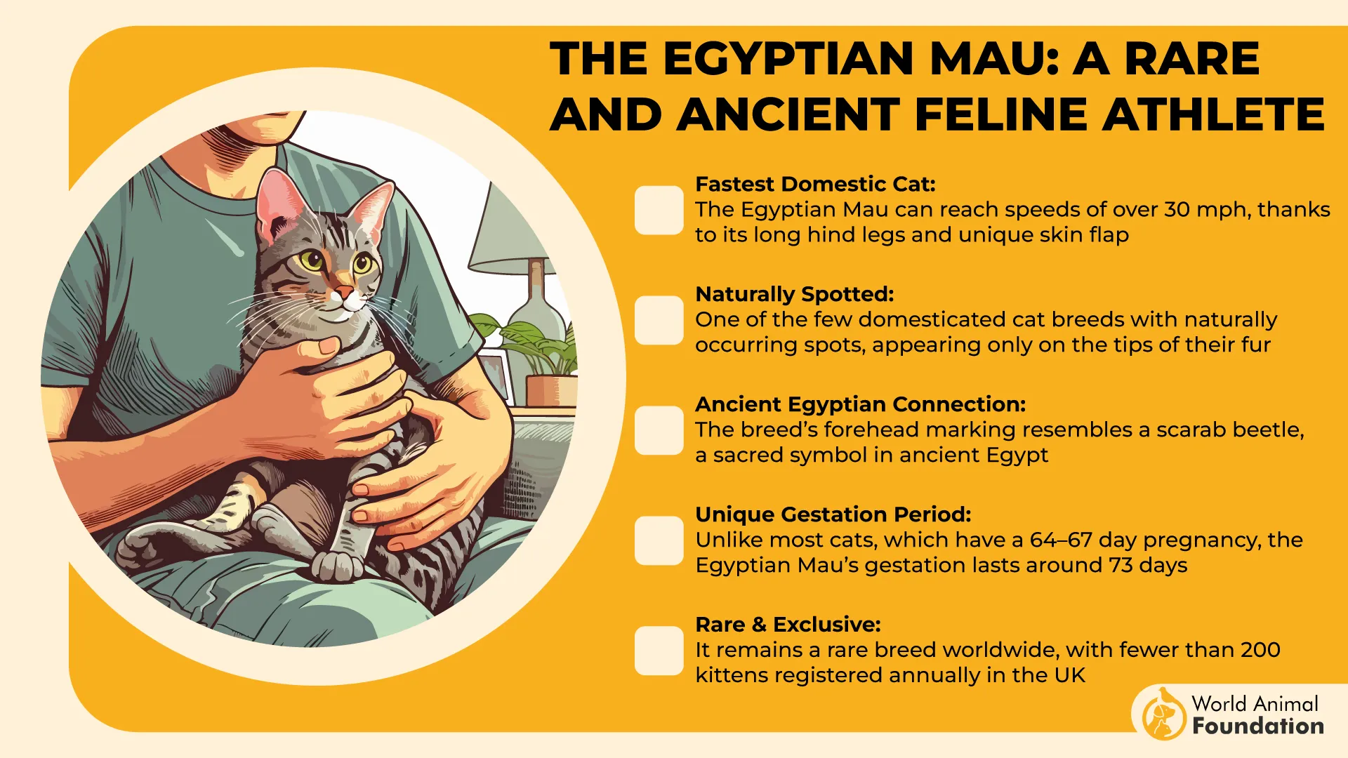 The Egyptian Mau A Rare and Ancient Feline Athlete-01