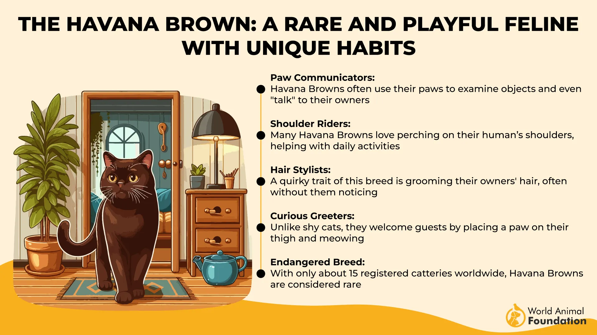 The Havana Brown A Rare and Playful Feline with Unique Habits-01