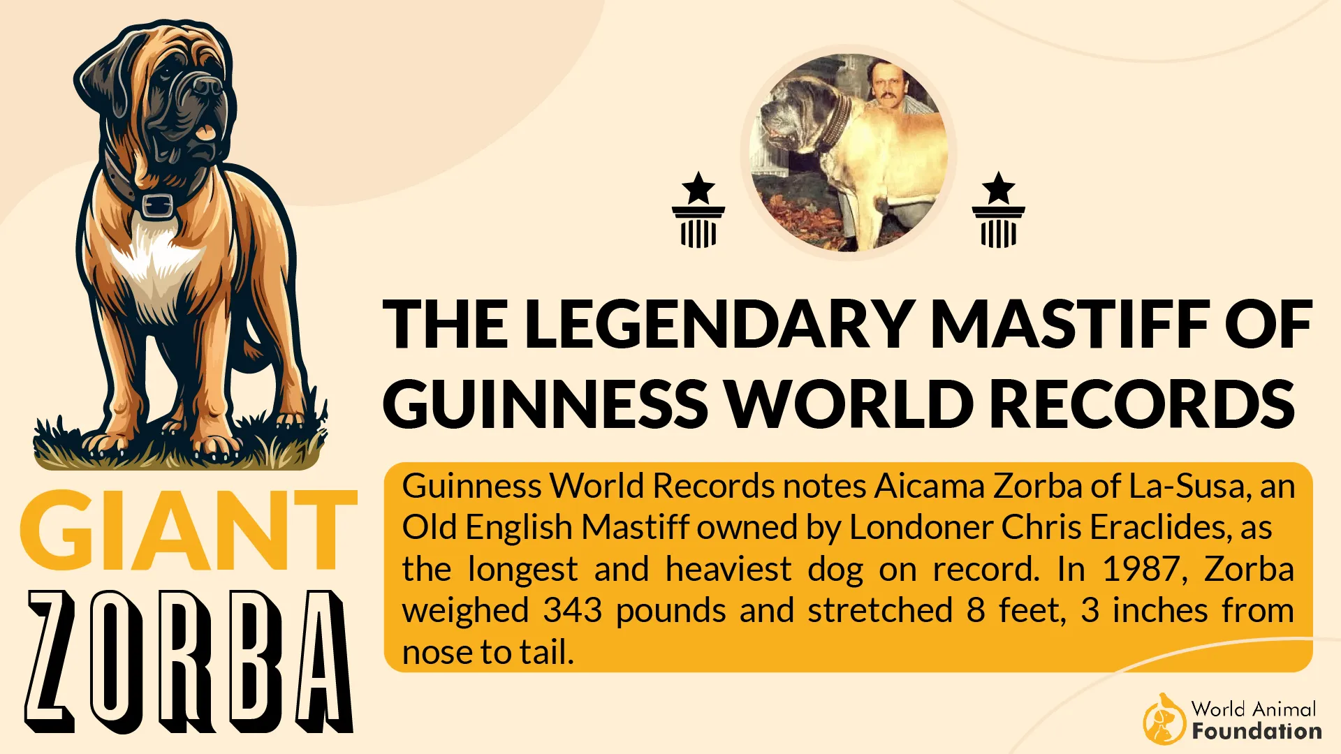 The Legendary Mastiff of Guinness World Records-01