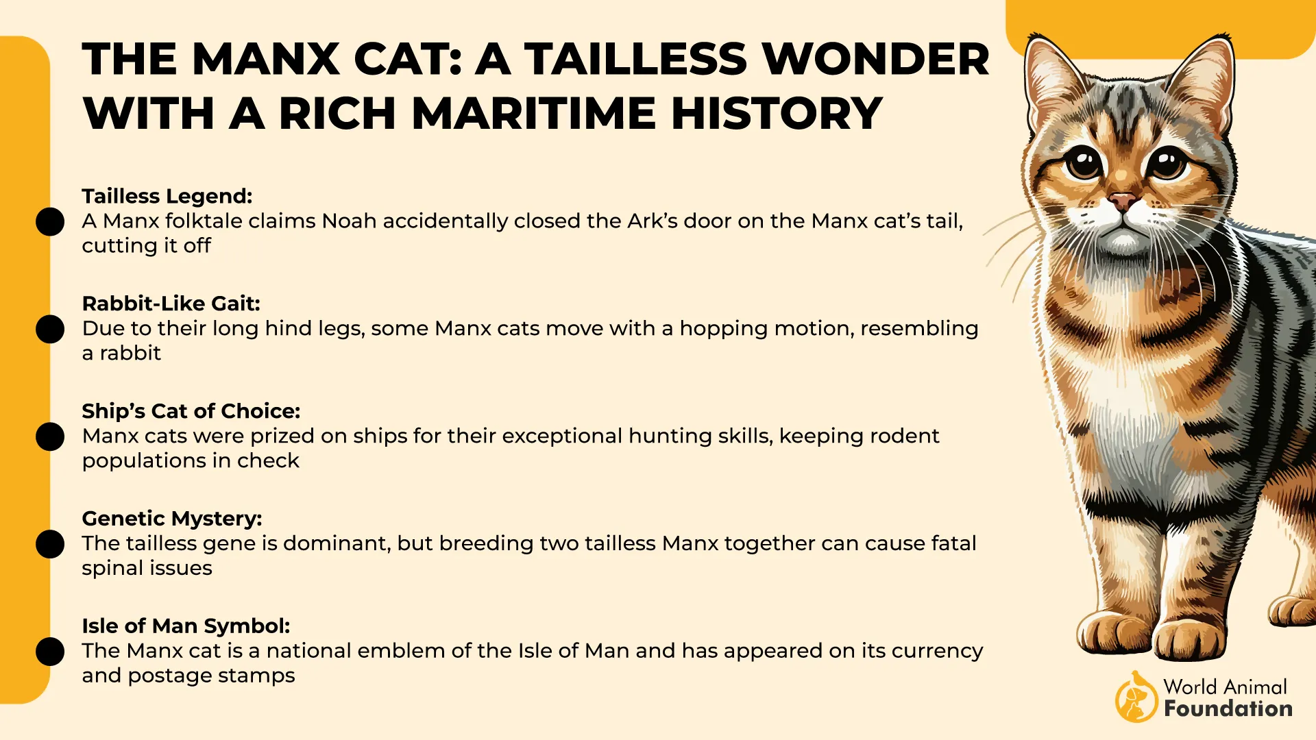 The Manx Cat A Tailless Wonder with a Rich Maritime History-01