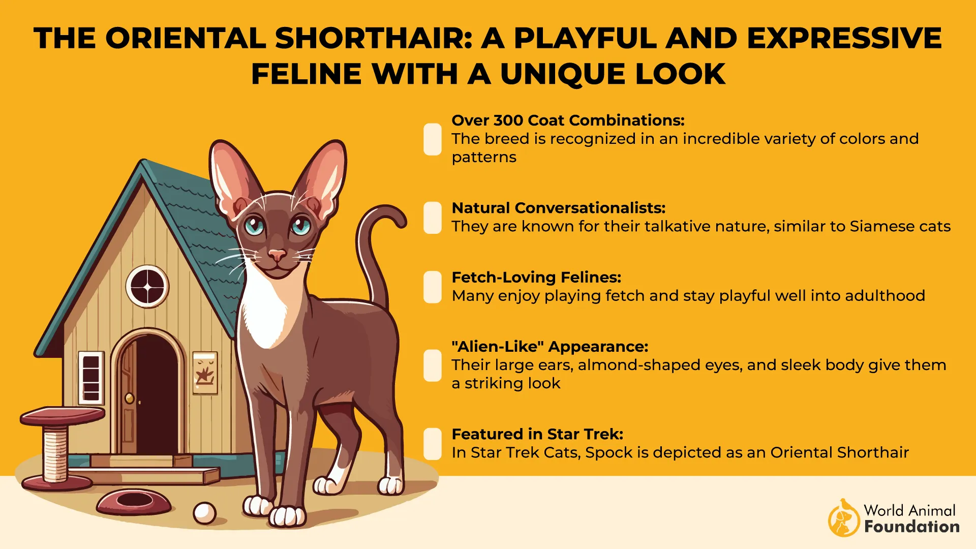 The Oriental Shorthair A Playful and Expressive Feline with a Unique Look-01