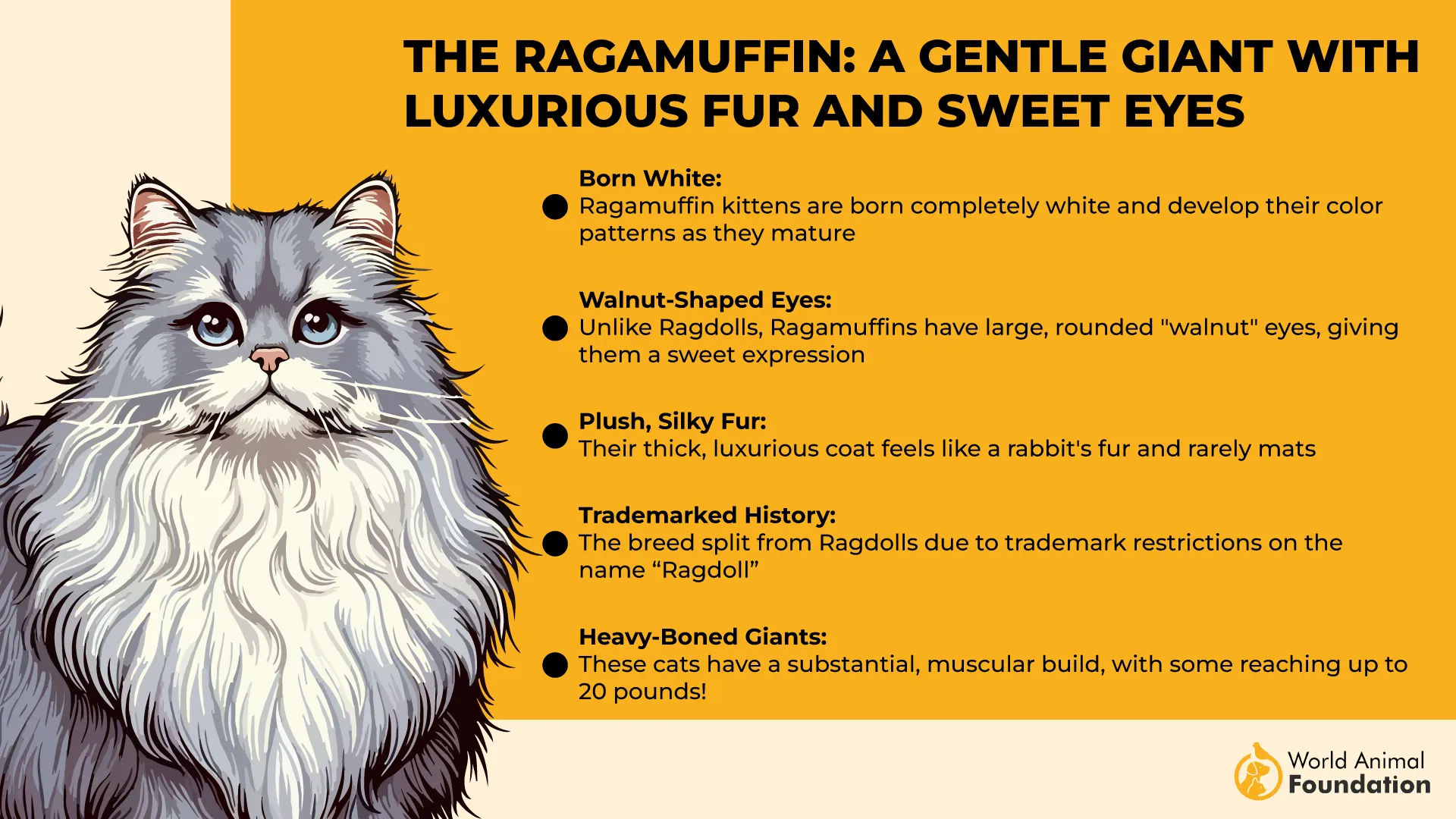 The Ragamuffin A Gentle Giant with Luxurious Fur and Sweet Eyes-01