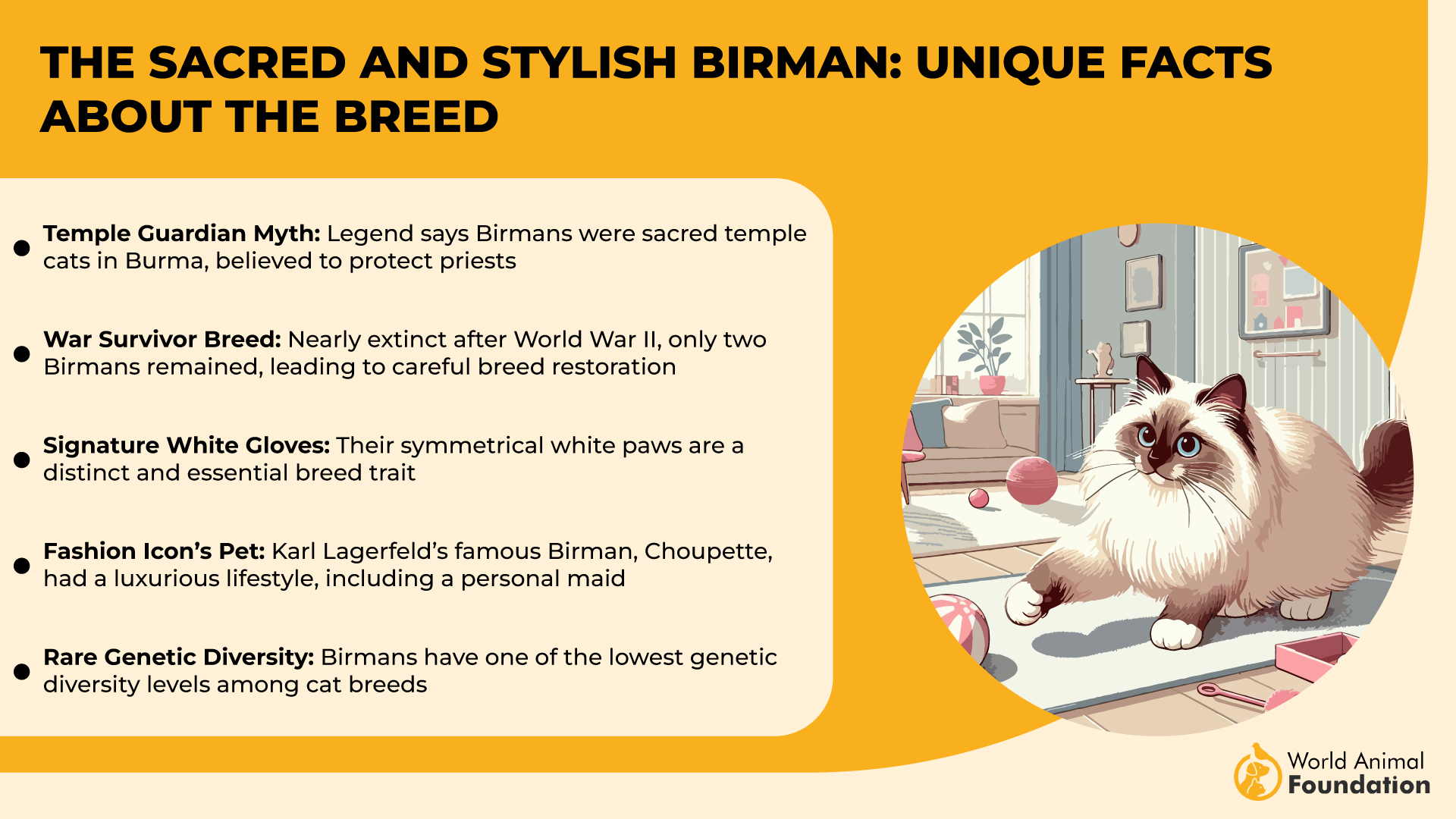 The Sacred and Stylish Birman Unique Facts About the Breed-01
