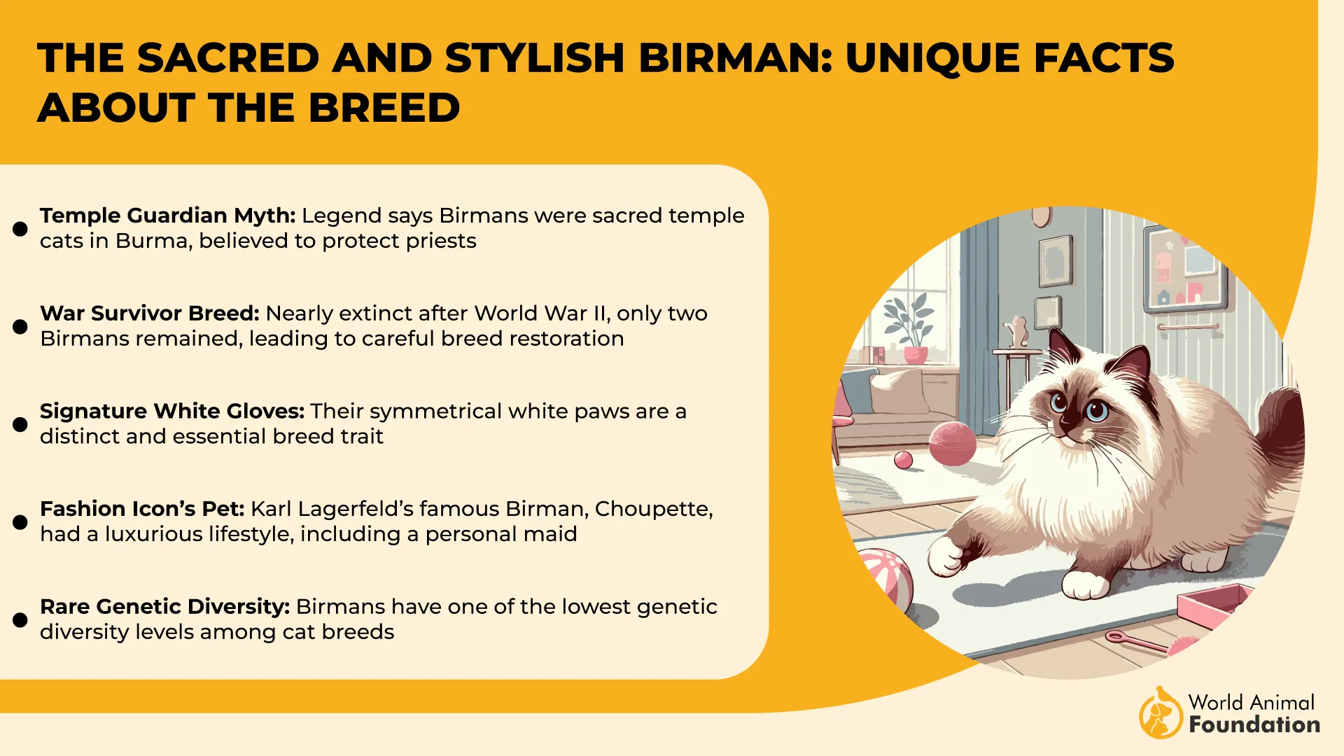 The Sacred and Stylish Birman Unique Facts About the Breed-01
