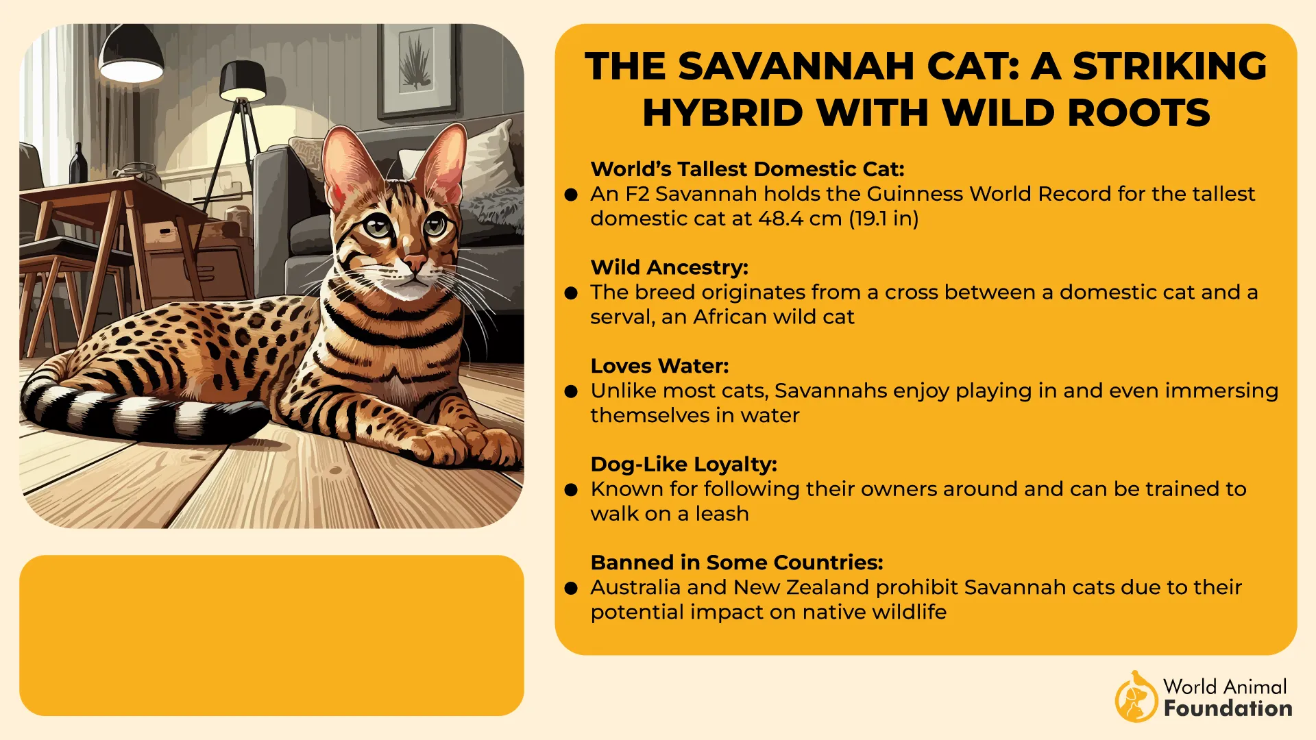 The Savannah Cat A Striking Hybrid with Wild Roots-01