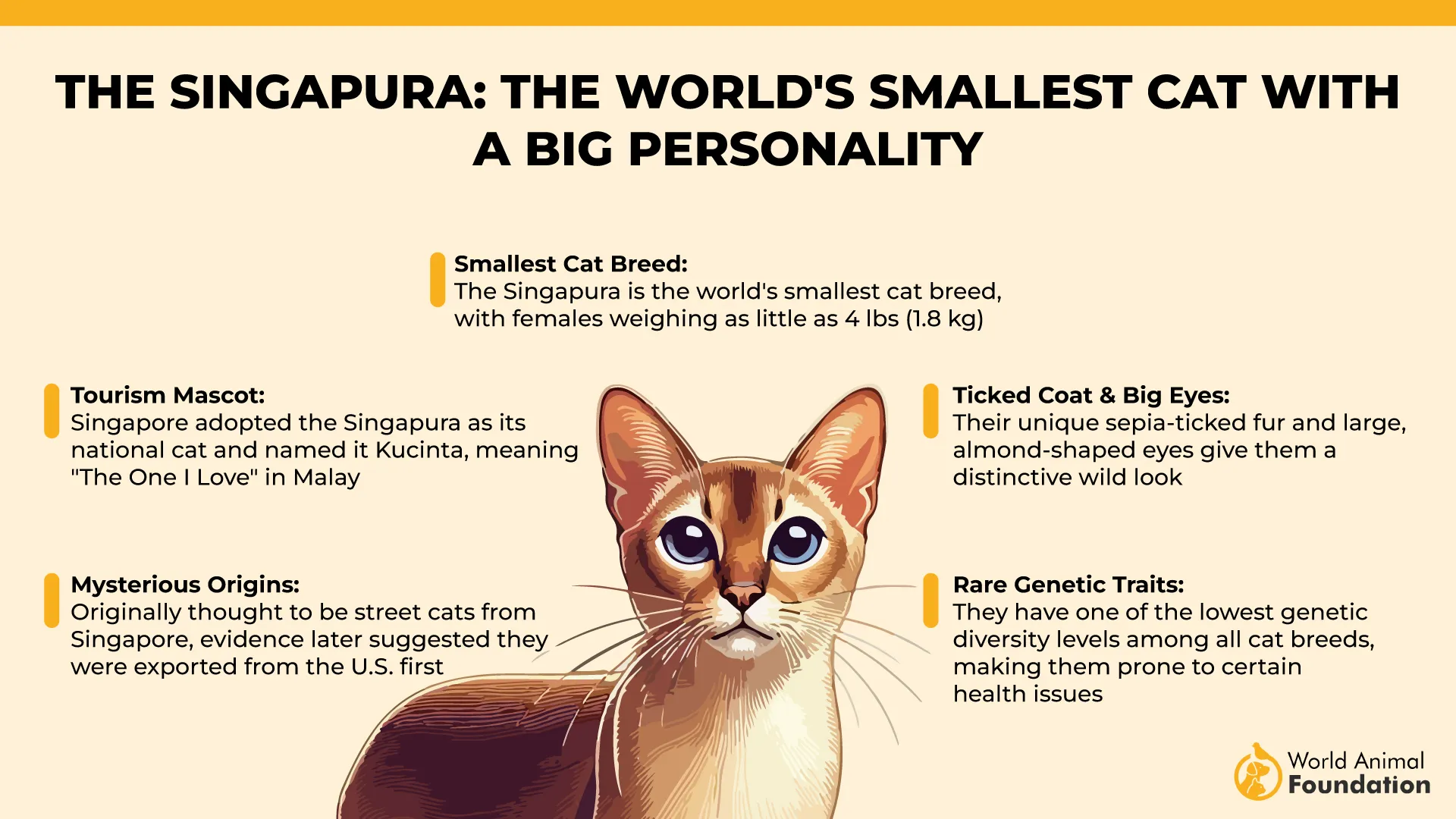 The Singapura The World_s Smallest Cat with a Big Personality-01