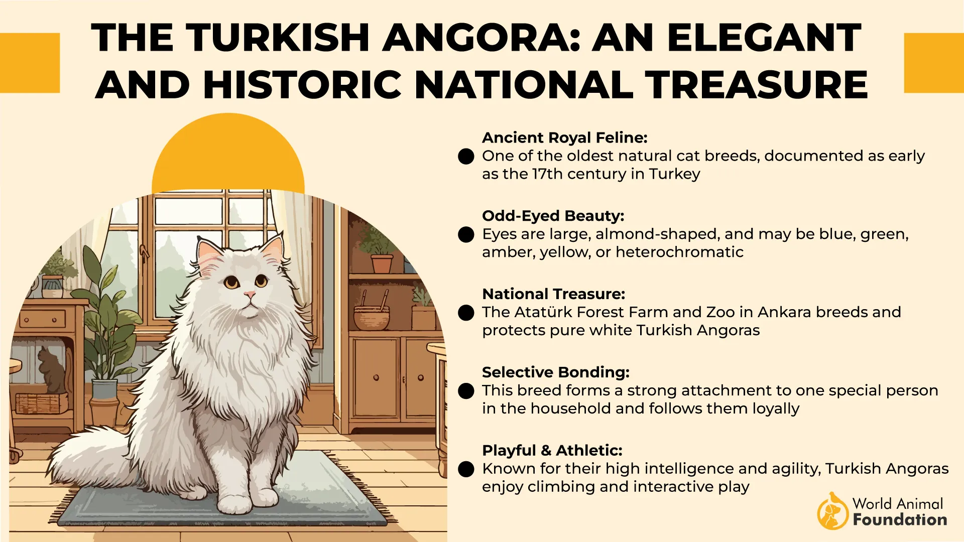 The Turkish Angora An Elegant and Historic National Treasure-01