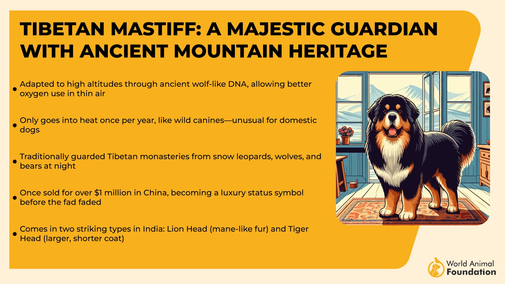 Tibetan Mastiff A Majestic Guardian with Ancient Mountain Heritage-01