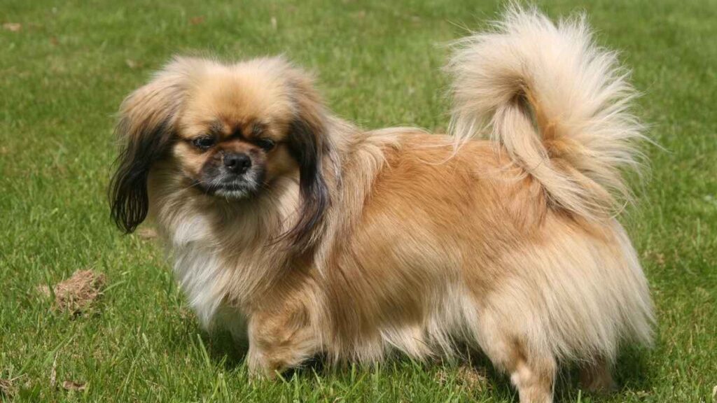 Tibetan spaniel