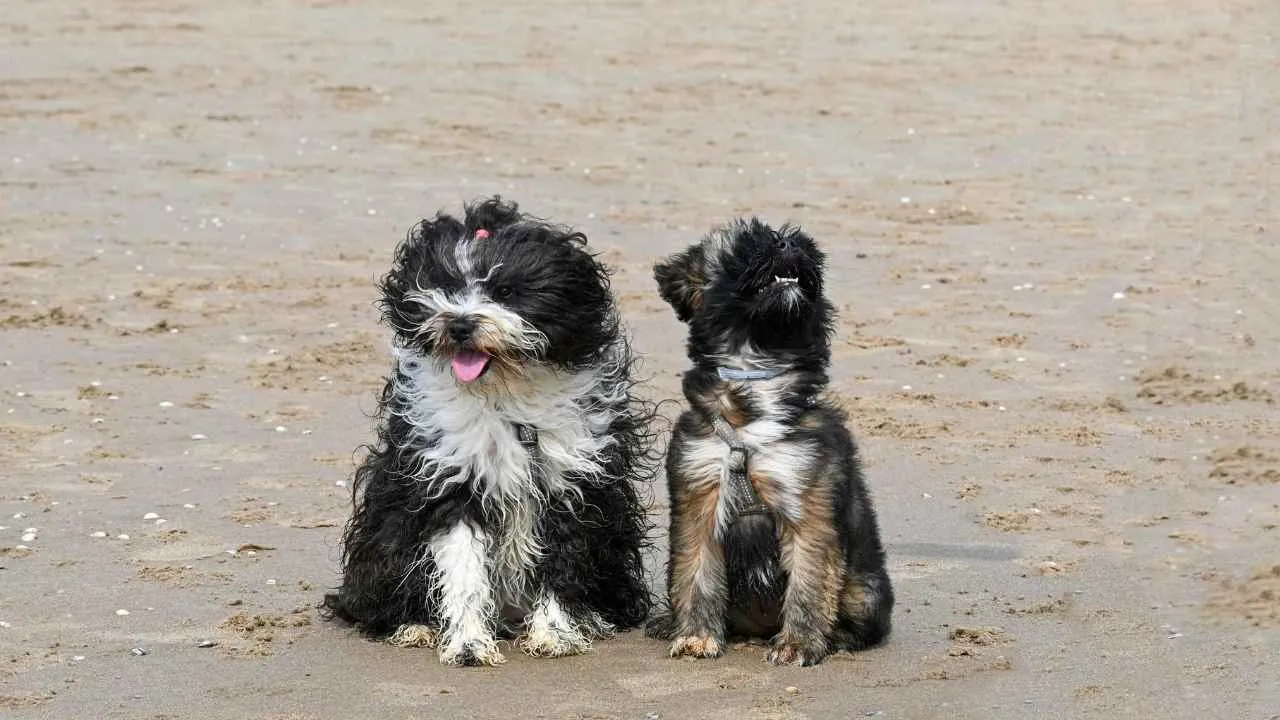 Tibetan Terrier