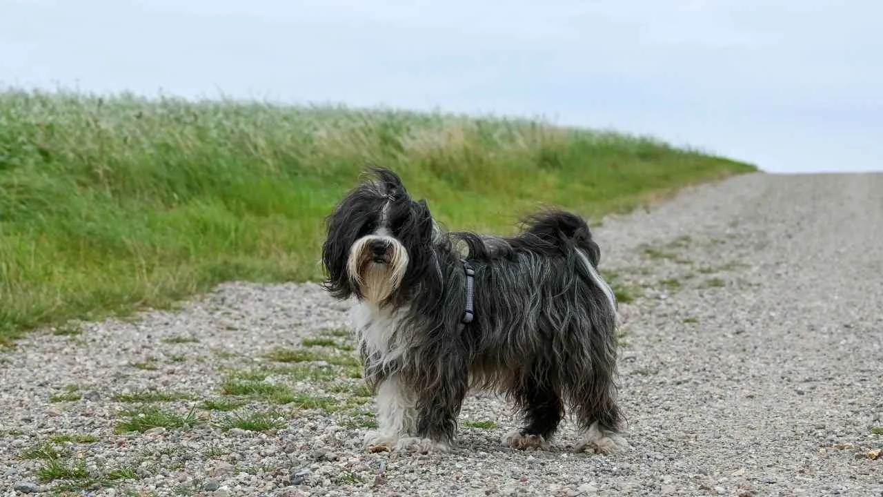 Tibetan Terrier