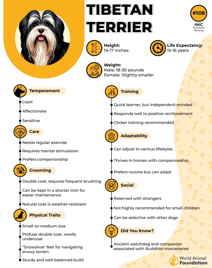 Tibetan Terrier