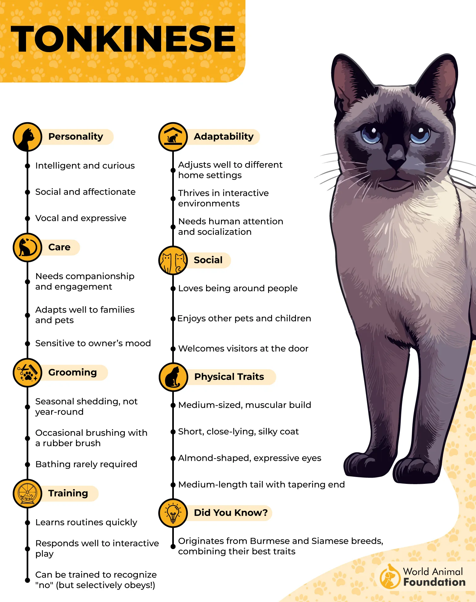 Tonkinese Profile