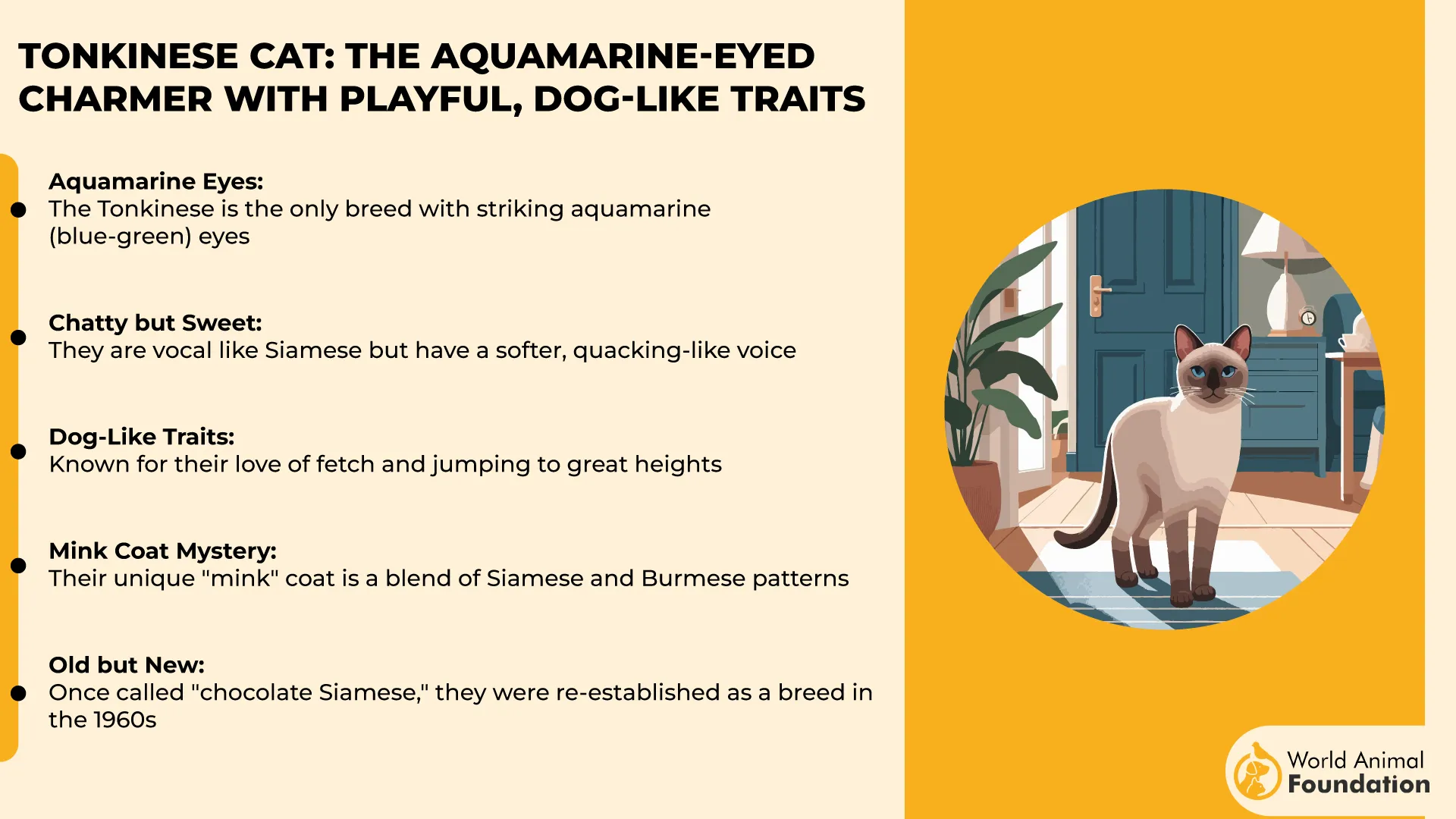 Tonkinese Cat The Aquamarine-Eyed Charmer with Playful, Dog-Like Traits-01