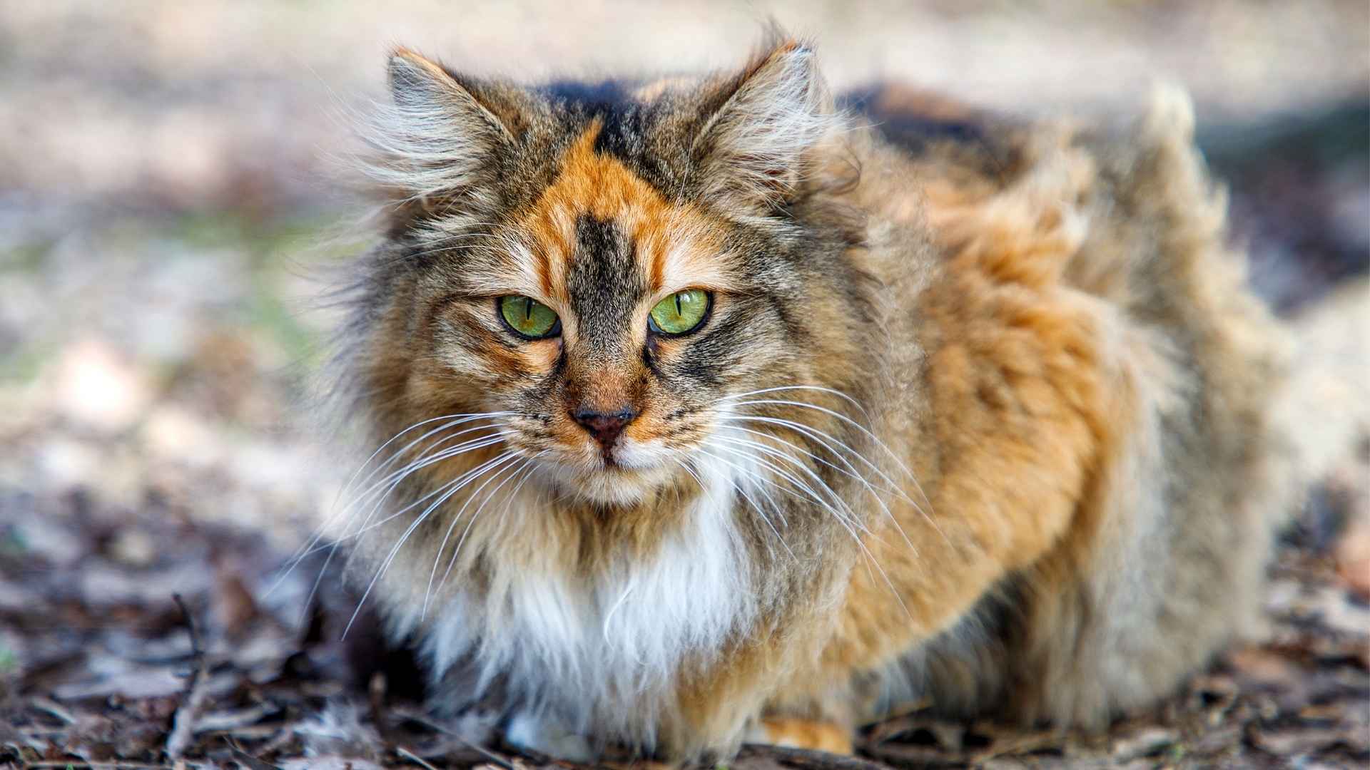 Top 10 Cat Breeds With Manes That Will Enchant You