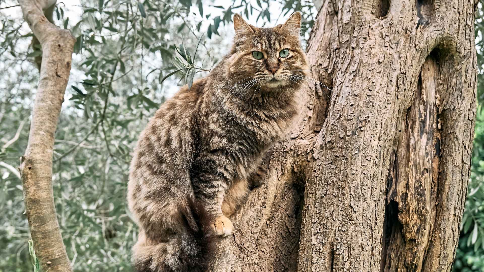 Top 10 Strongest Cat Breeds in the World Built for Action