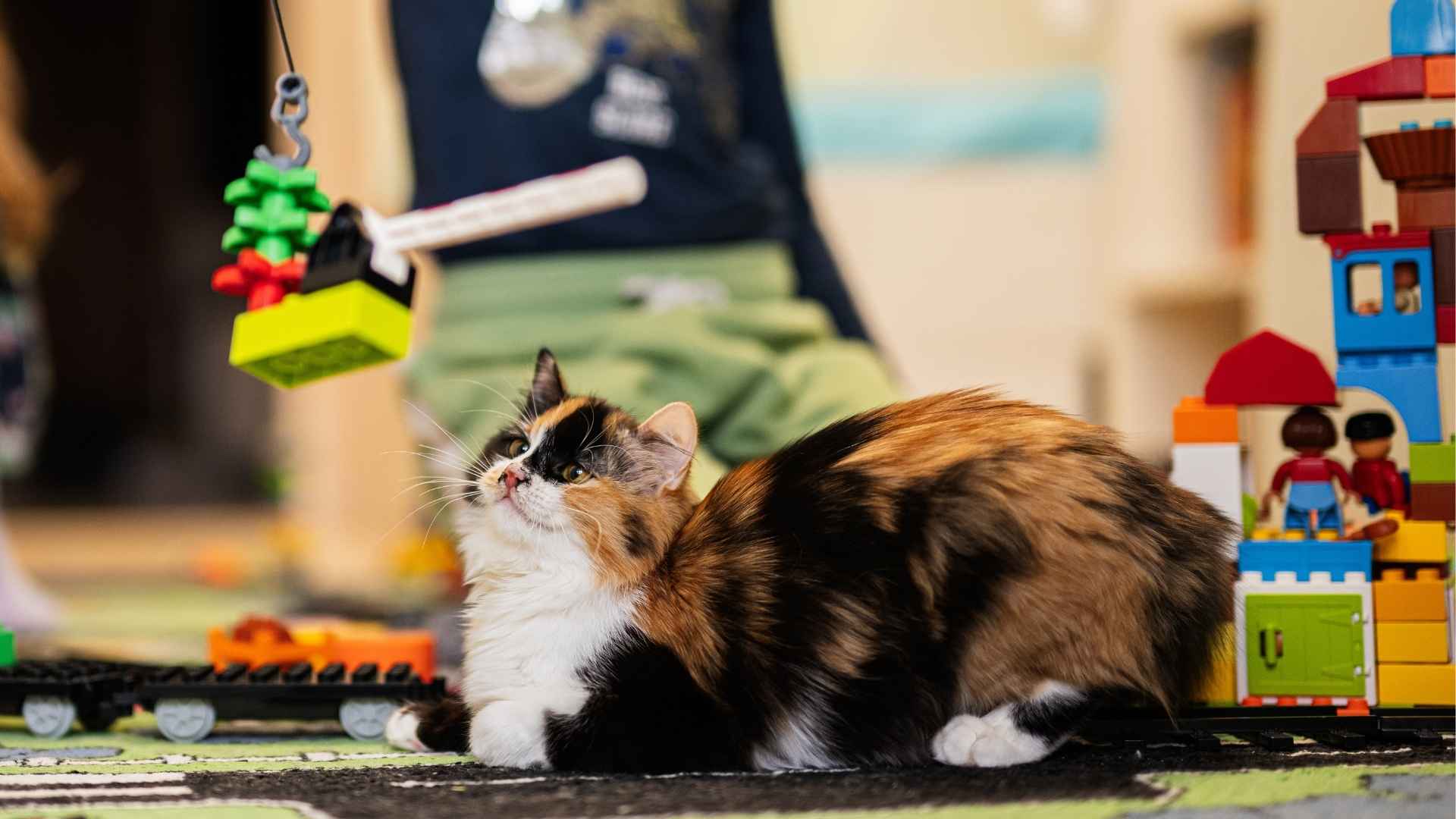 Top 7 Cat Breeds That Are Energetic and Playful