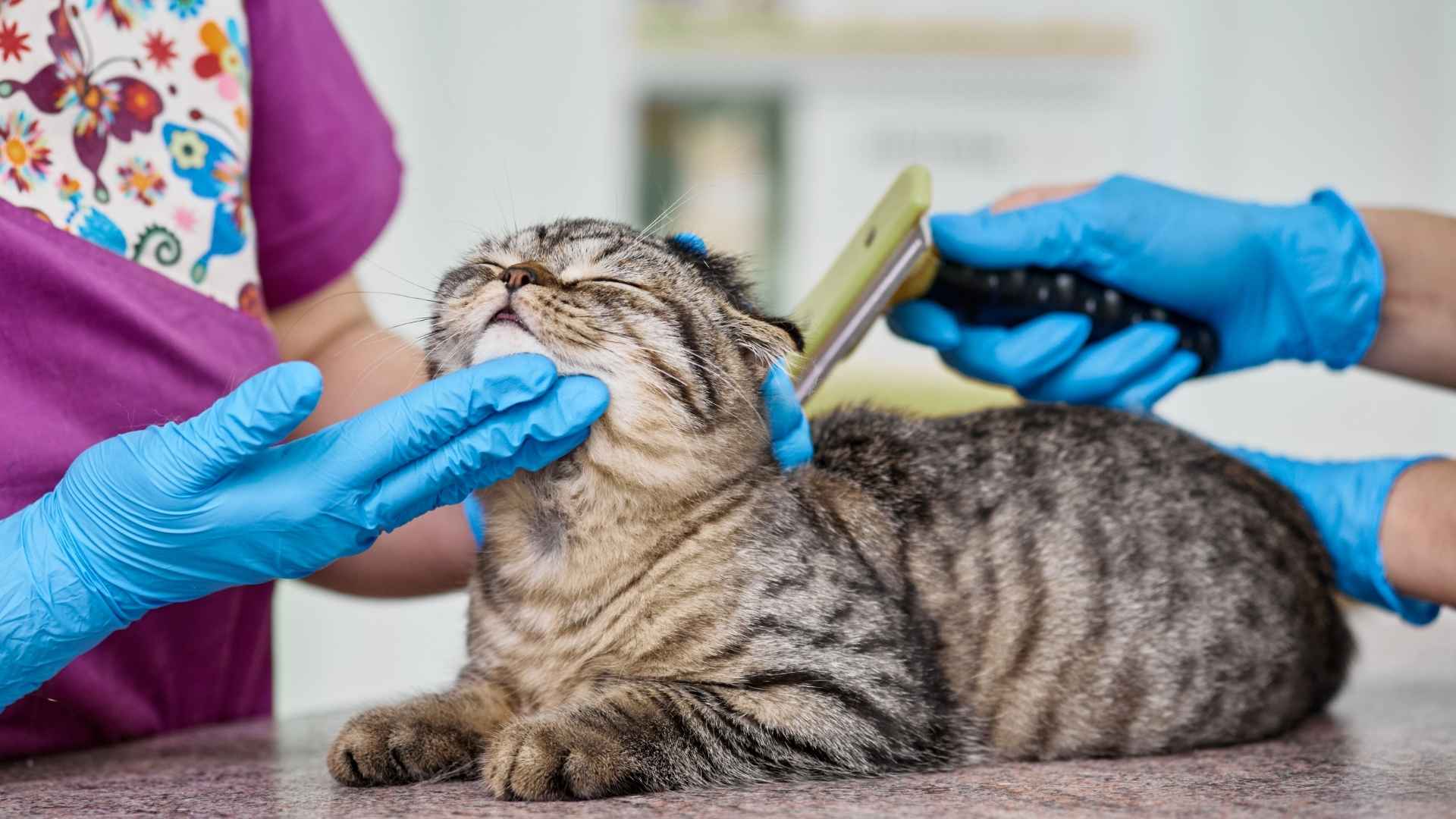 Top 7 Cat Breeds that are Low Maintenance for Busy Pet Parents