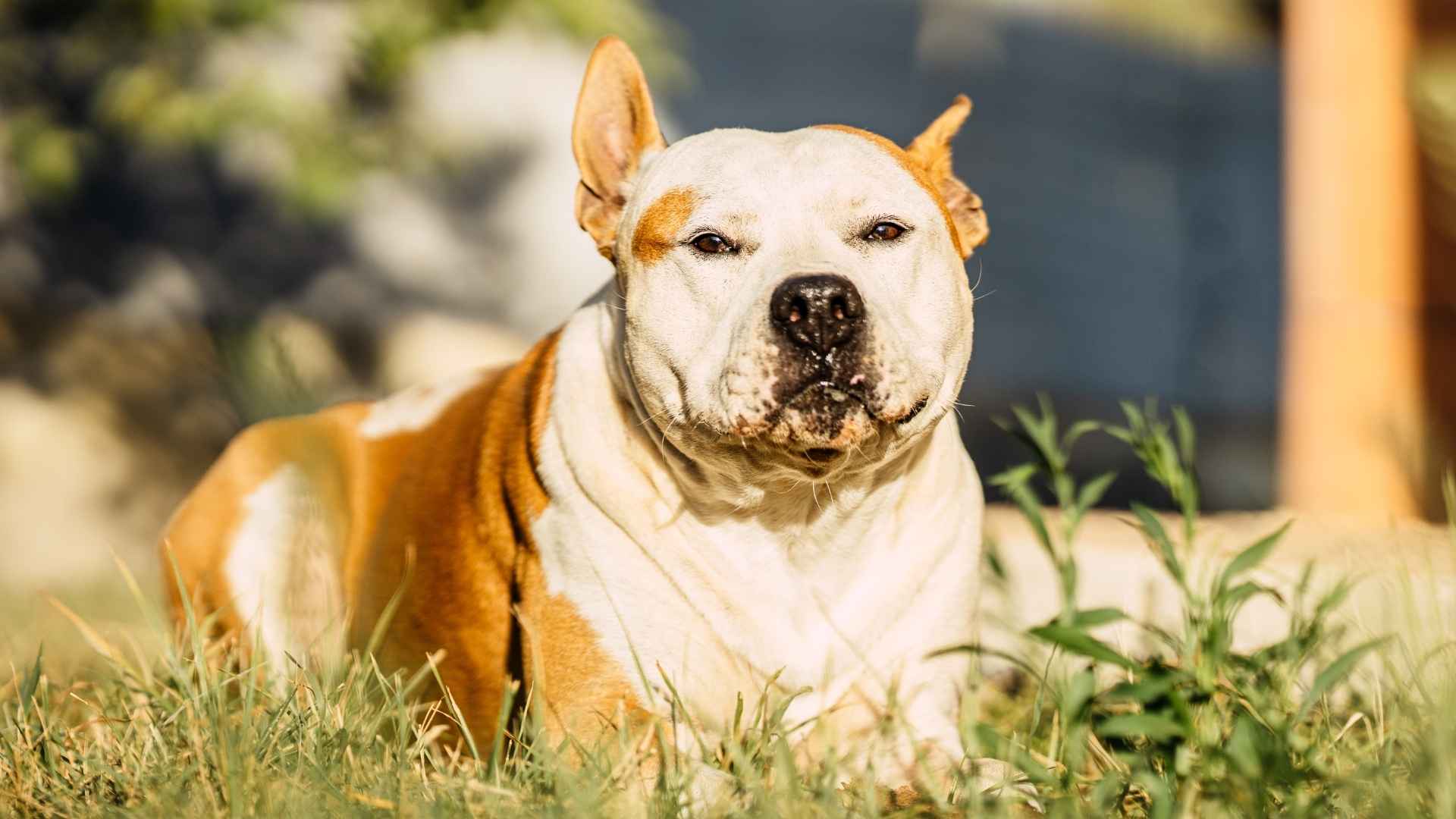Top 7 Crusty Dog Breeds Everyone Secretly Loves