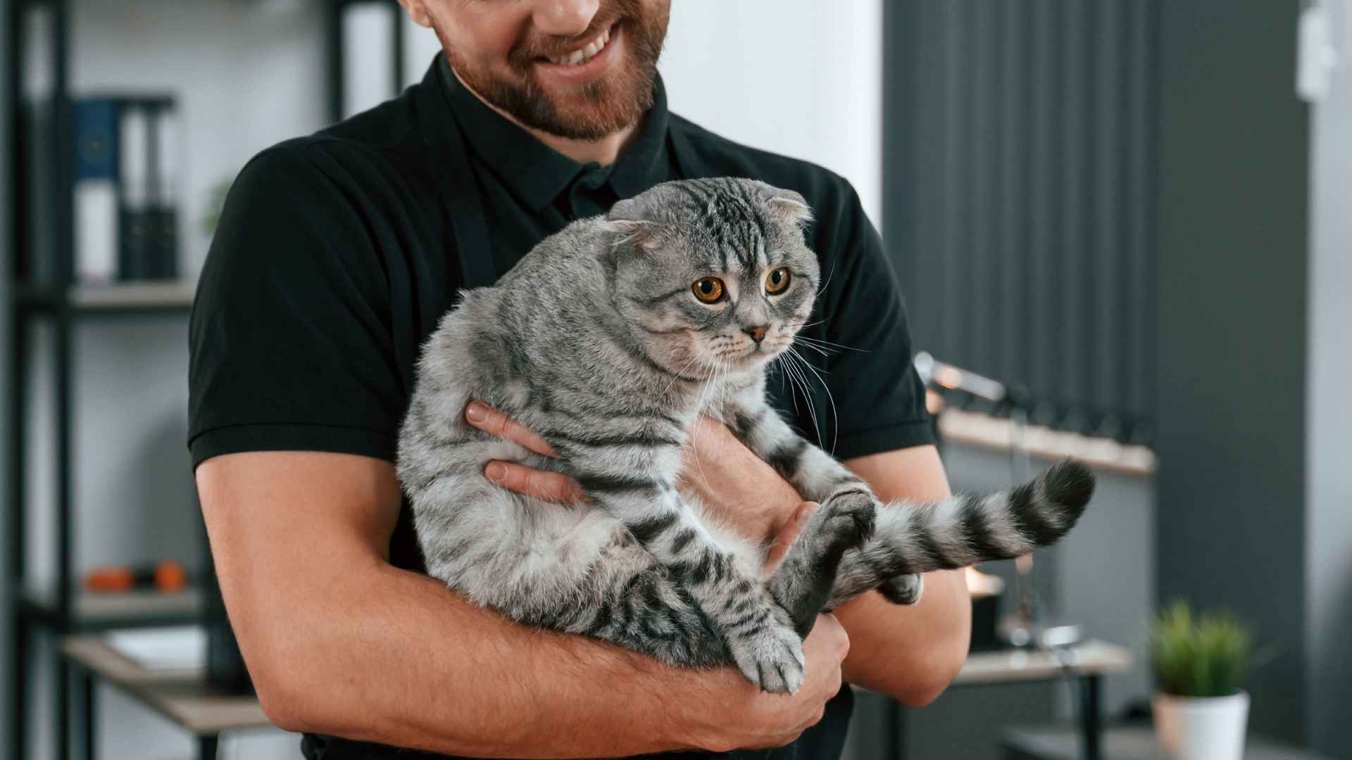 Top 7 ESA Cat Breeds for Emotional Support and Companionship