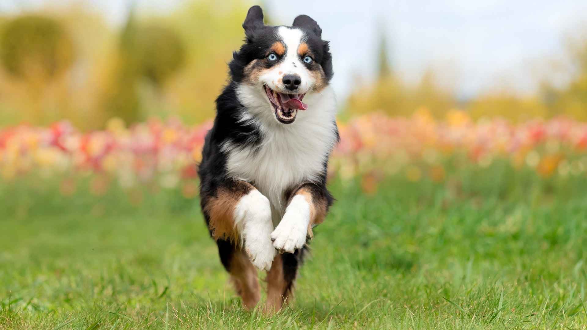 Top 7 Extremely Energetic Dog Breeds That Never Sit Still