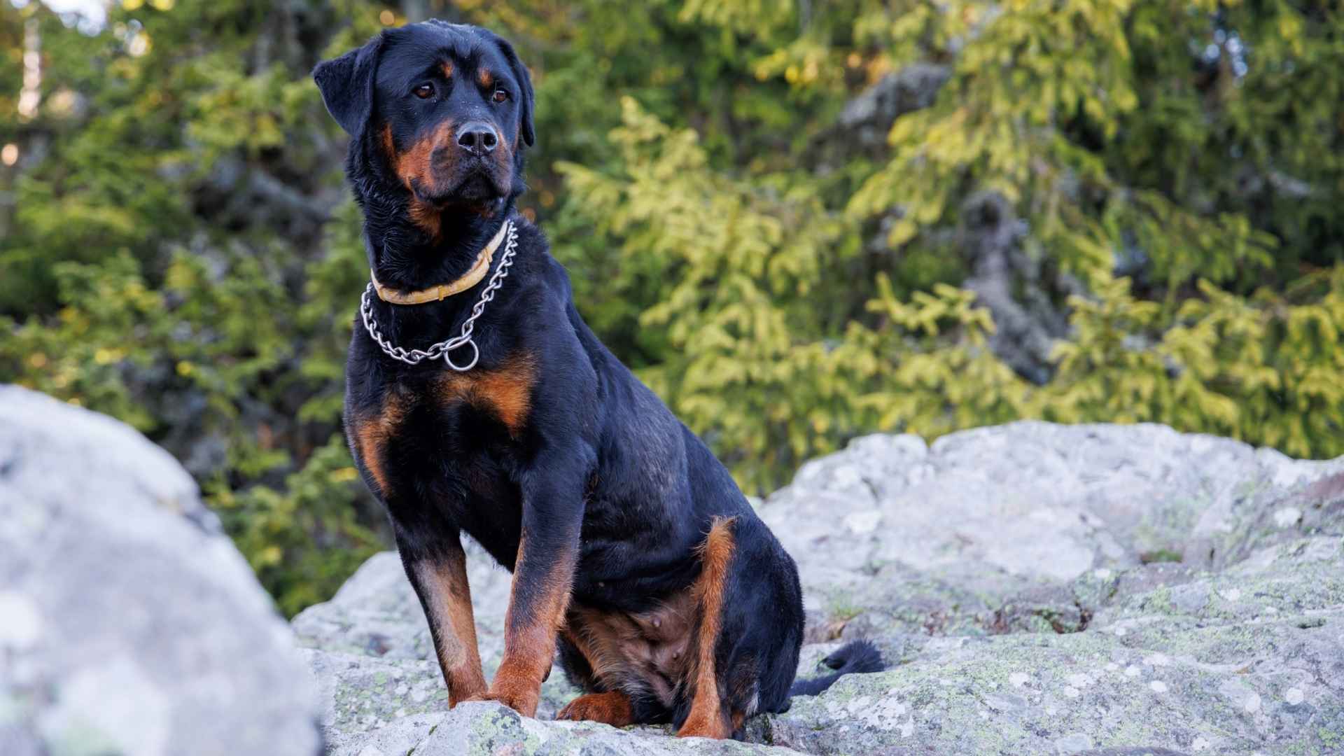 Top 7 Meanest-Looking Dog Breeds That Look Seriously Scary