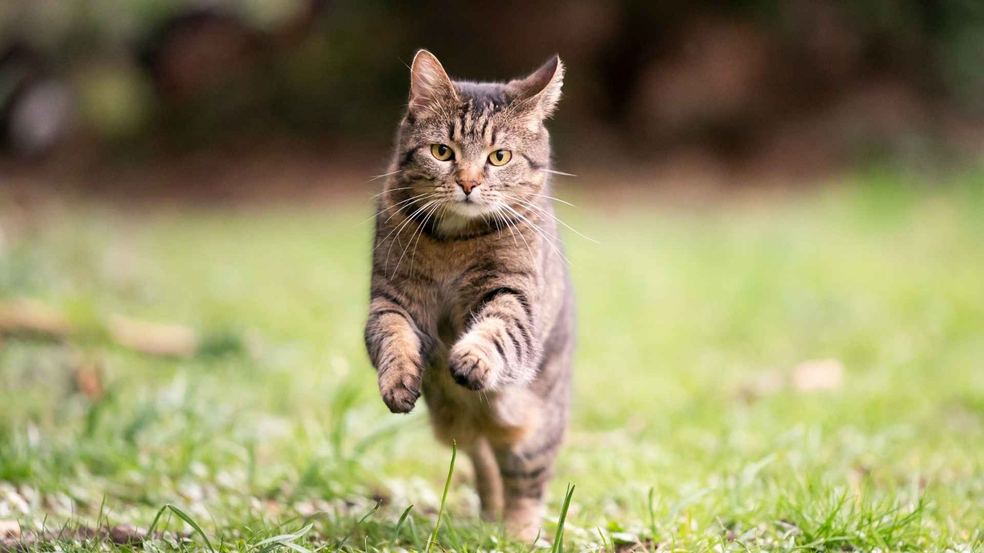 Top 7 Most Athletic Cats That Excel in Agility and Speed