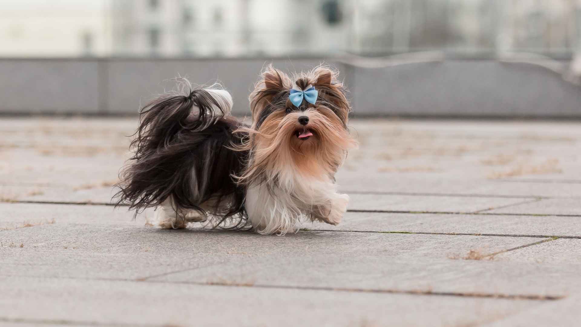 Top 7 Silky Haired Micro Dog Breeds for Your Ideal Pet Companion