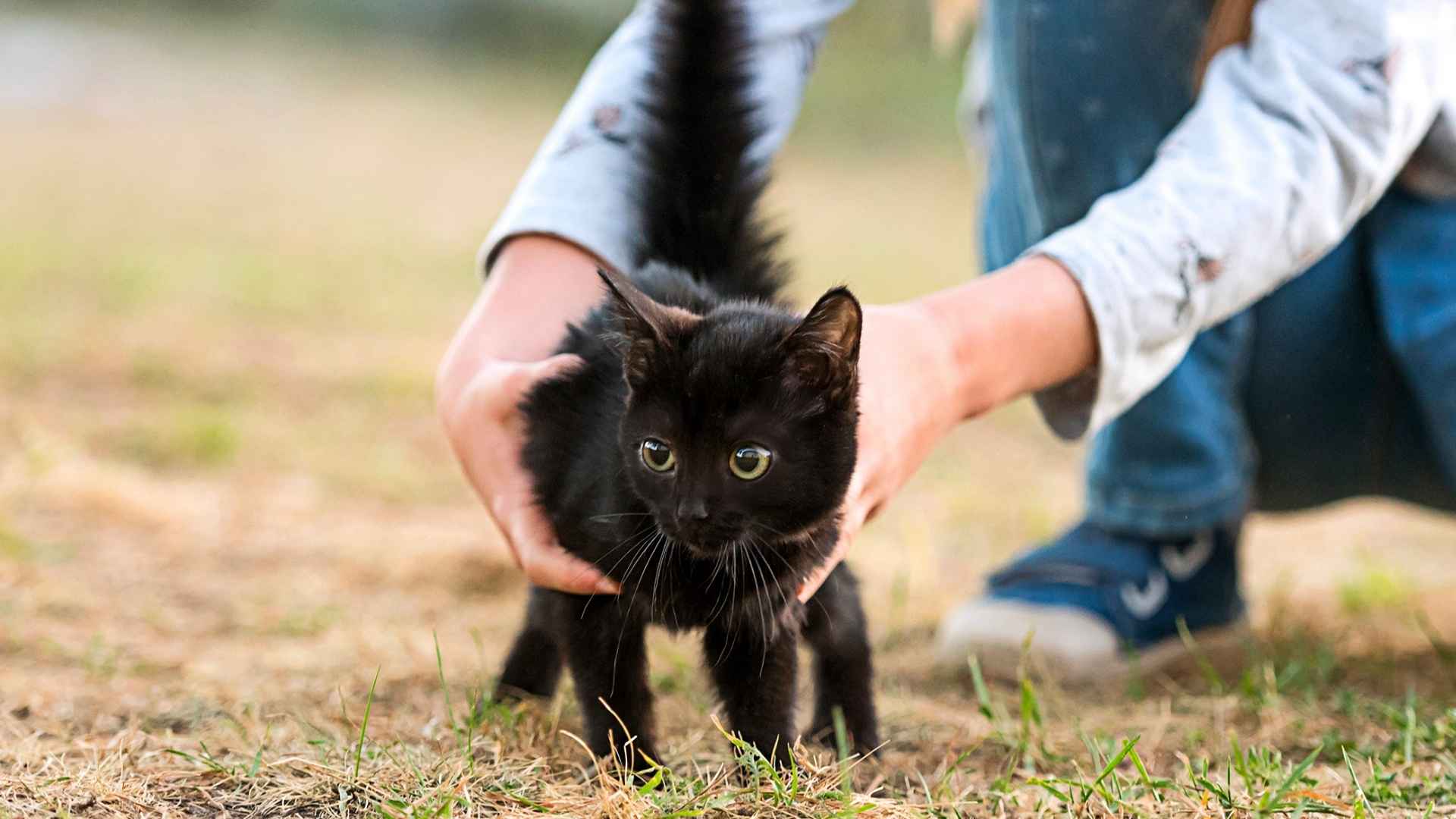 Top 7 Solid Black Cat Breeds That Make Perfect Companions