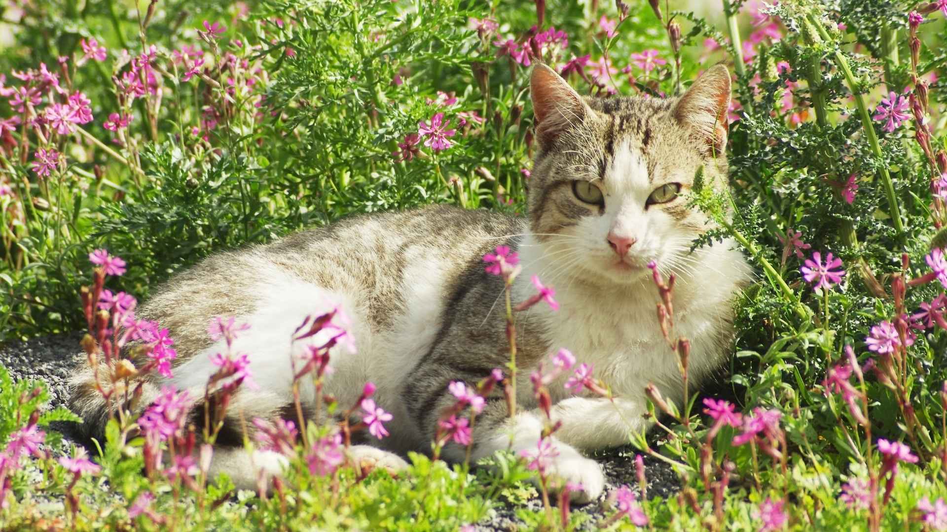 Top 9 Cat Breeds That Are Expensive for Luxury Pet Lovers