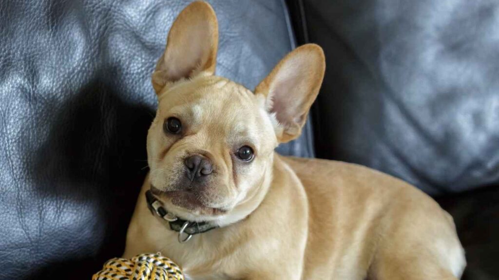 Toy Bulldog