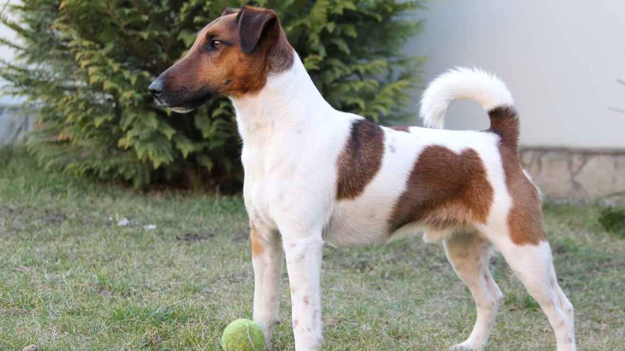 Toy Fox Terrier
