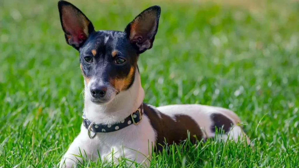 Fox Terrier