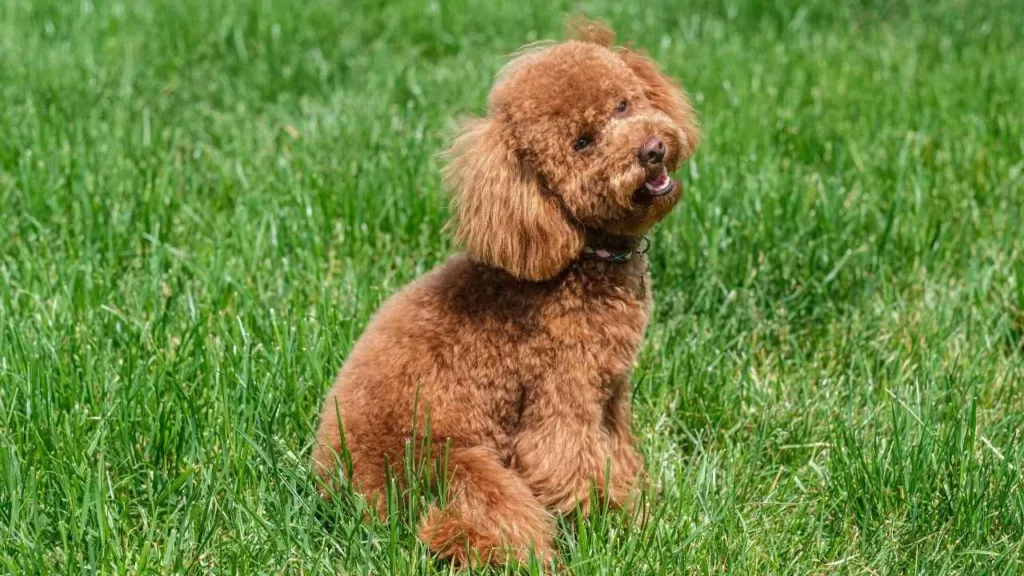 toy poodle