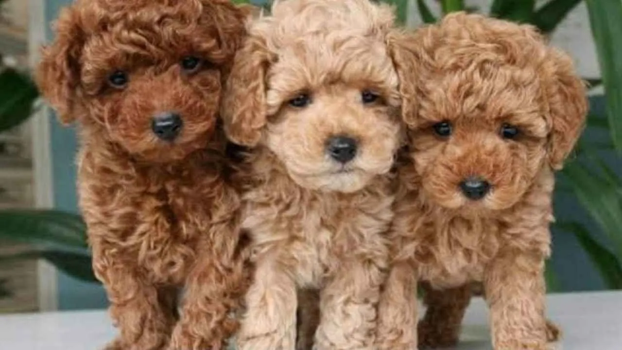 Toy Poodle
