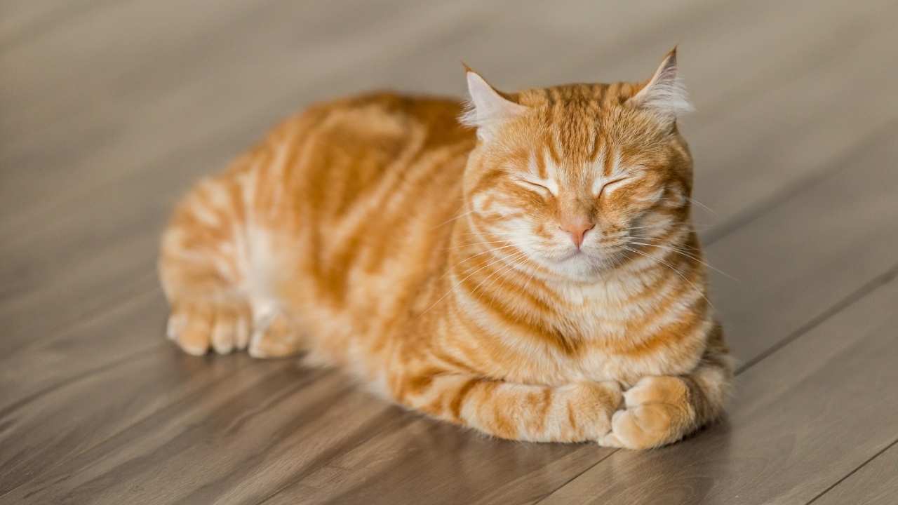 Toyger
