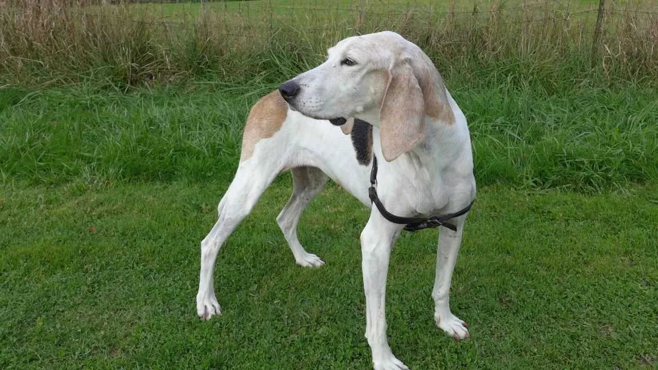 Treeing Walker Coonhound
