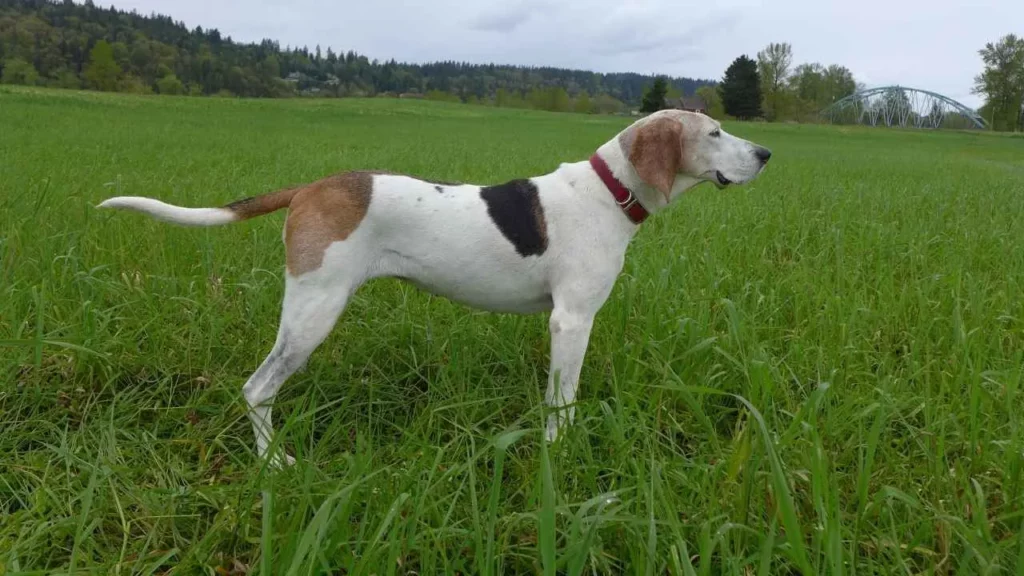 Treeing Walker Hound