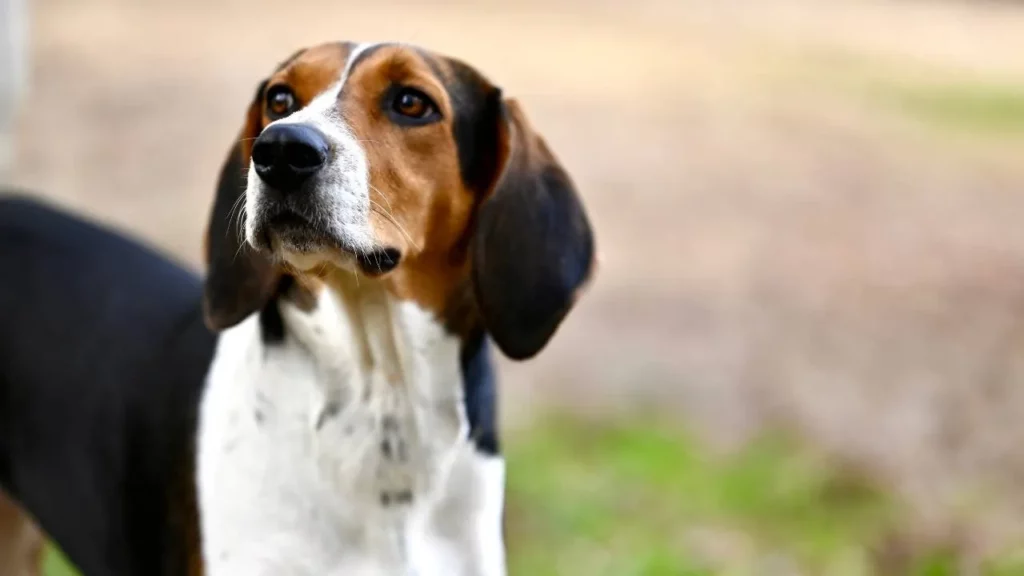 Treeing Walker