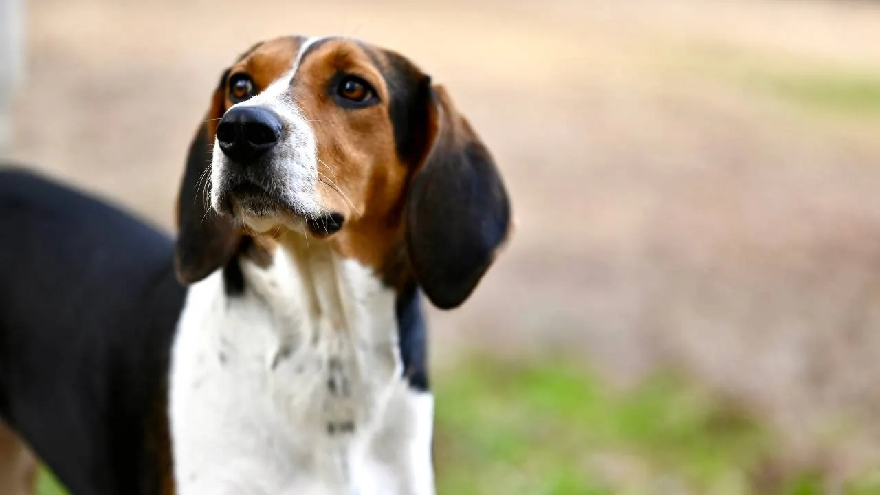 Treeing Walker Coonhound