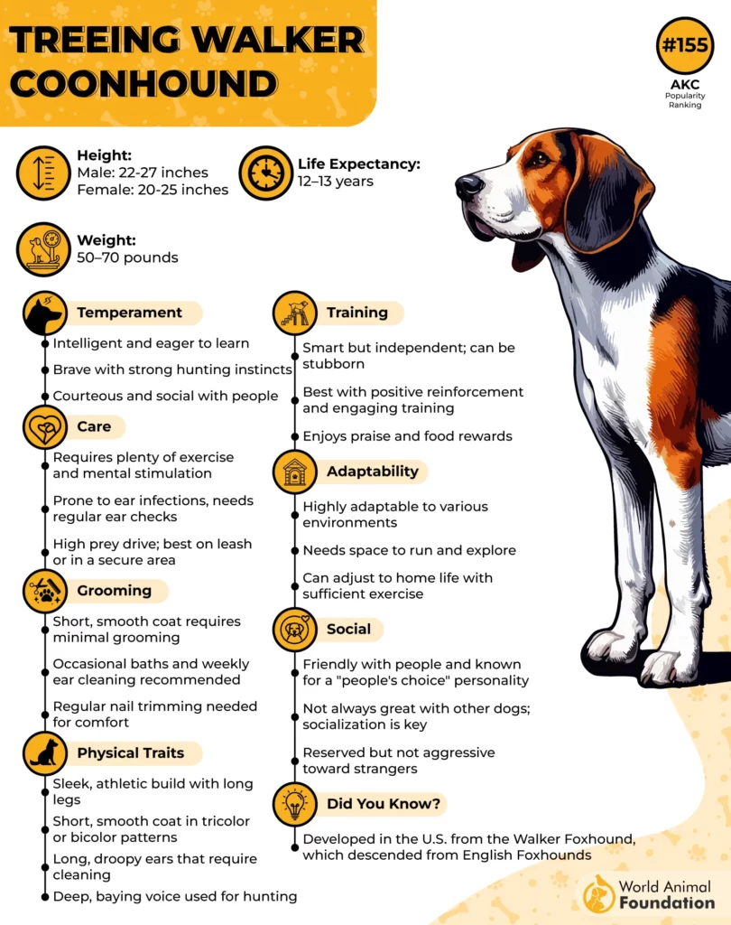 Treeing Walker Coonhound