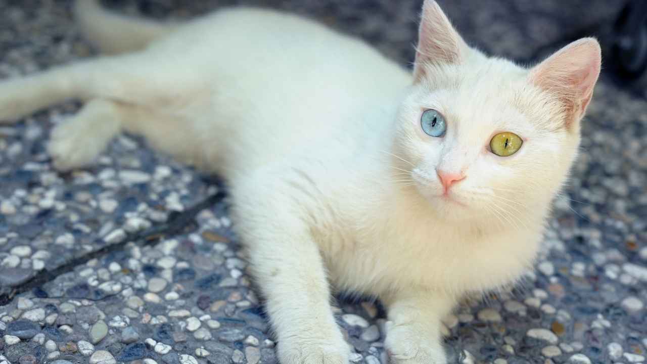 Turkish Van