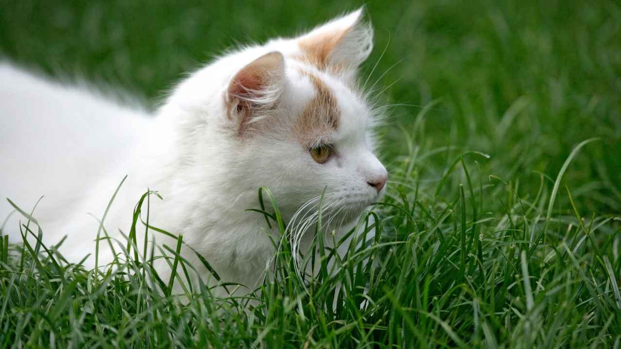 Turkish Van