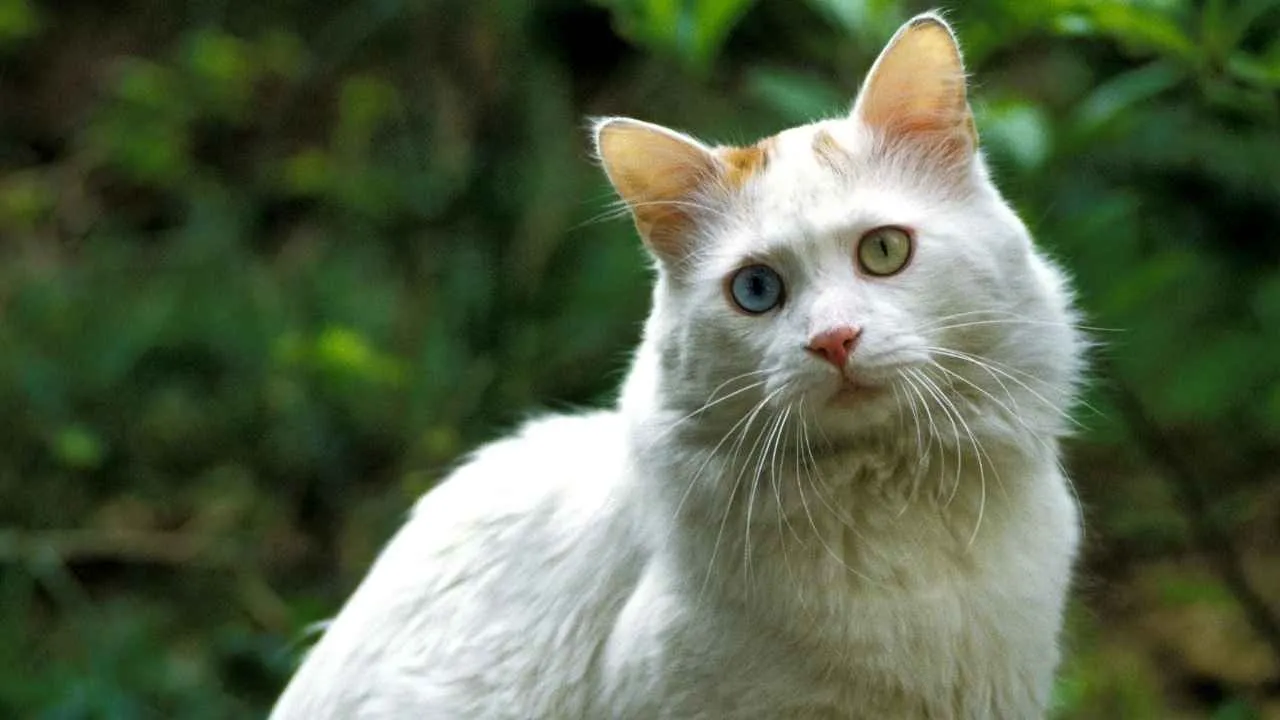 Turkish Van