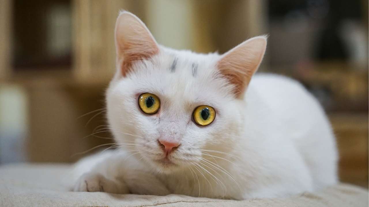 Turkish Van